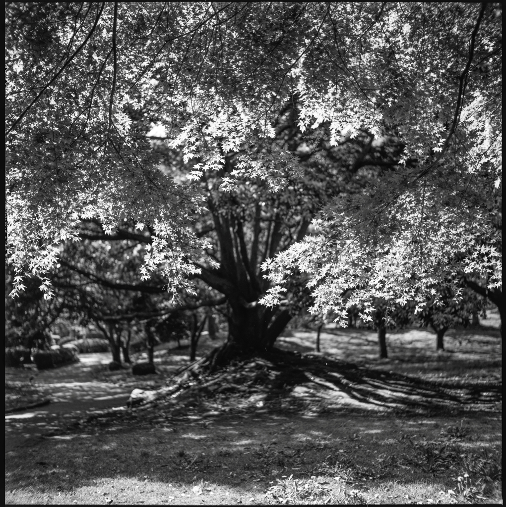 tree