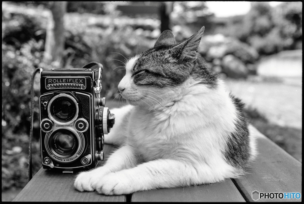 猫と寫眞機