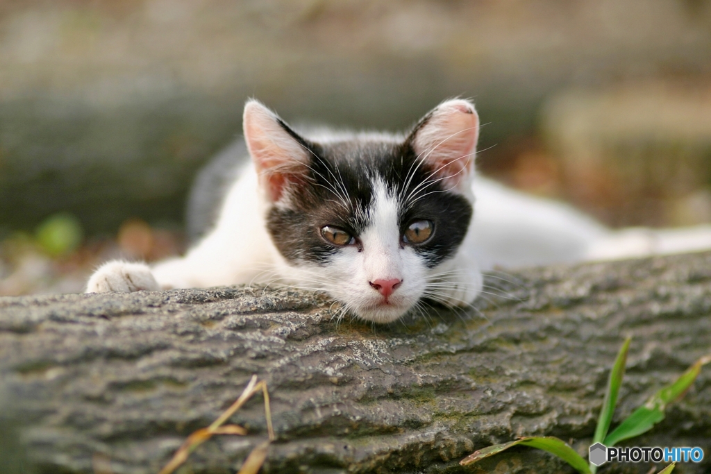 子猫