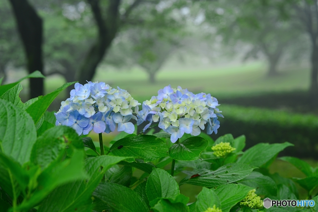 雨の公園