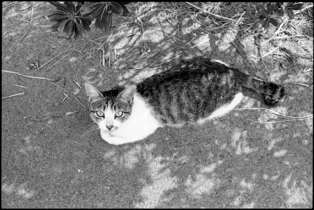 サイクリングロードの猫