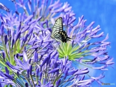 Agapanthus & butterfly