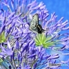 Agapanthus & butterfly