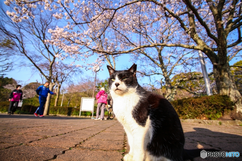 公園の猫