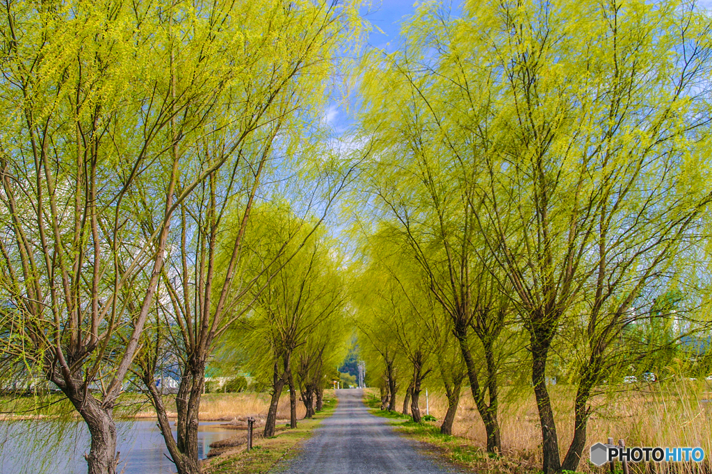 春の散歩道