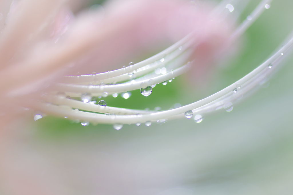 雨上がり