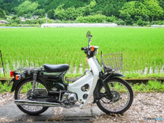 カブと田園風景