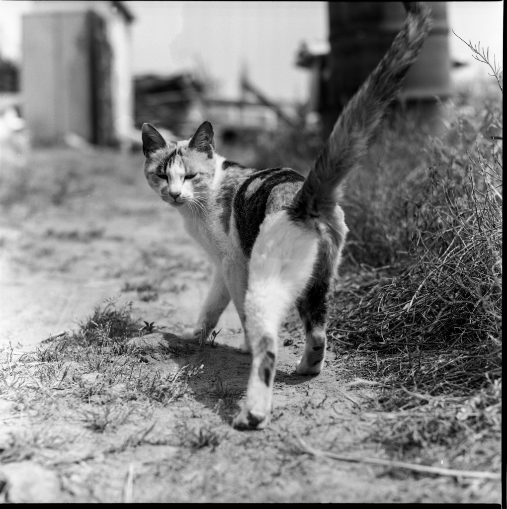 近所の三毛猫さん