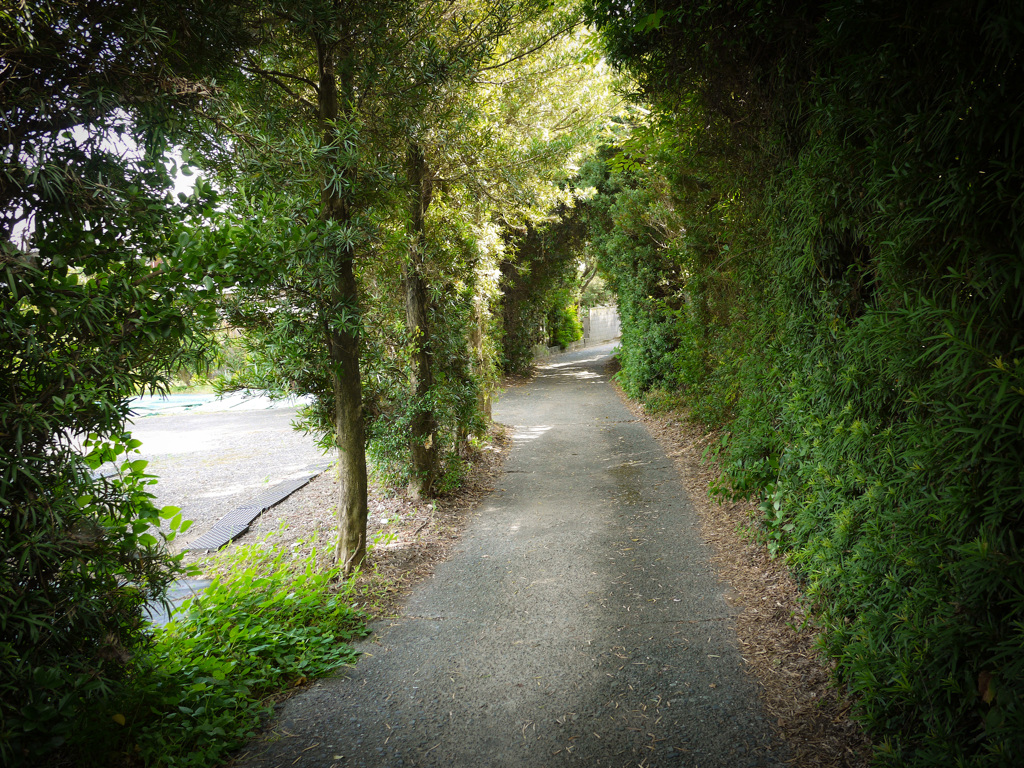 散歩道