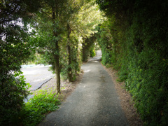 散歩道