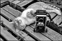 猫と寫眞機