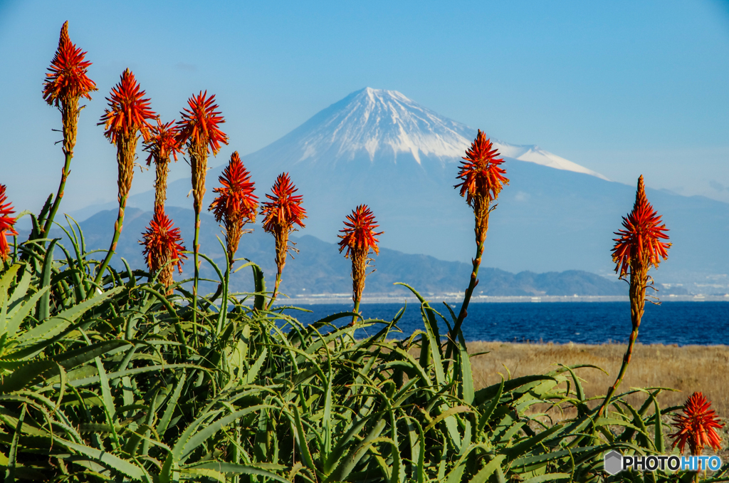 アロエの花