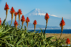 アロエの花