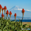 アロエの花