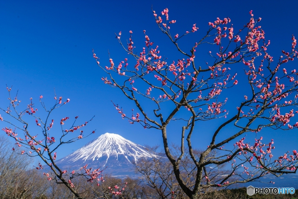 梅薫る富士山