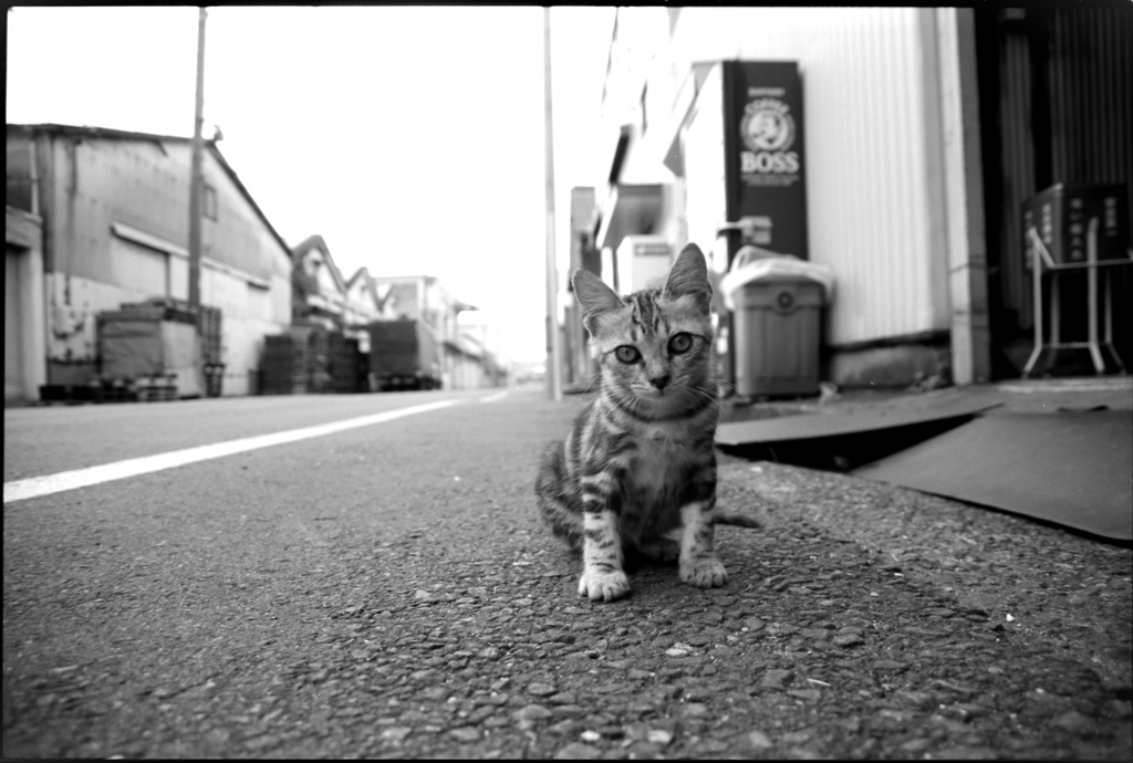 路傍の子猫