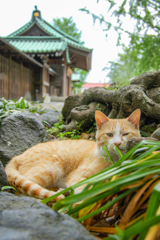 神社の猫さま