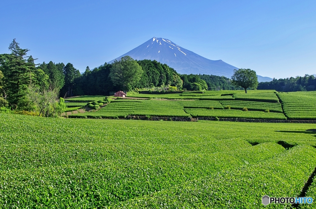 茶畑と富士山