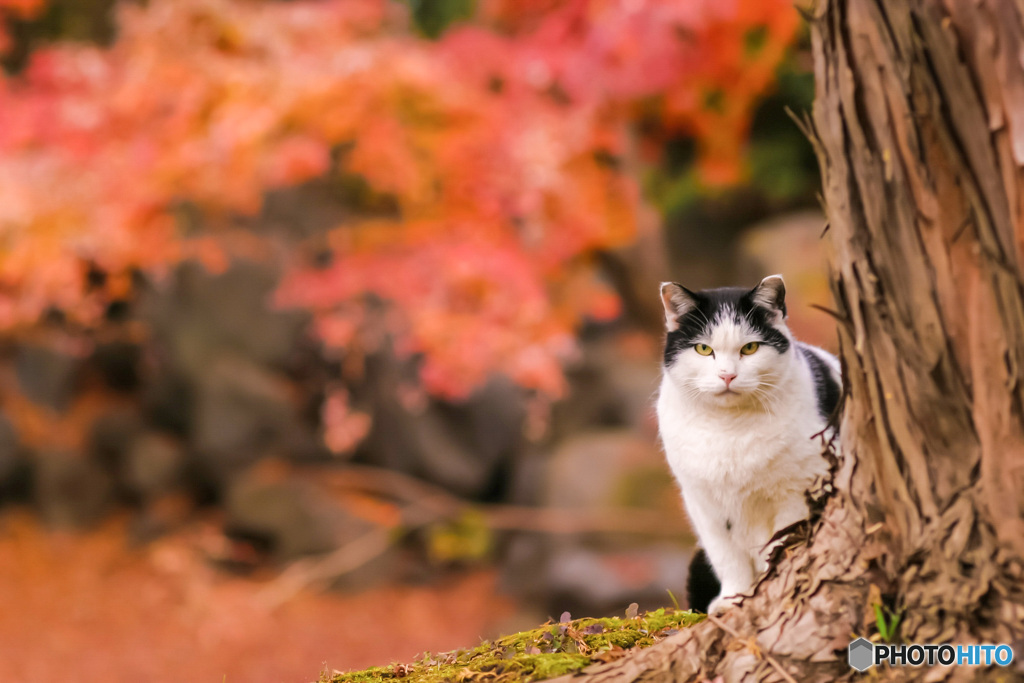 秋と紅葉と猫