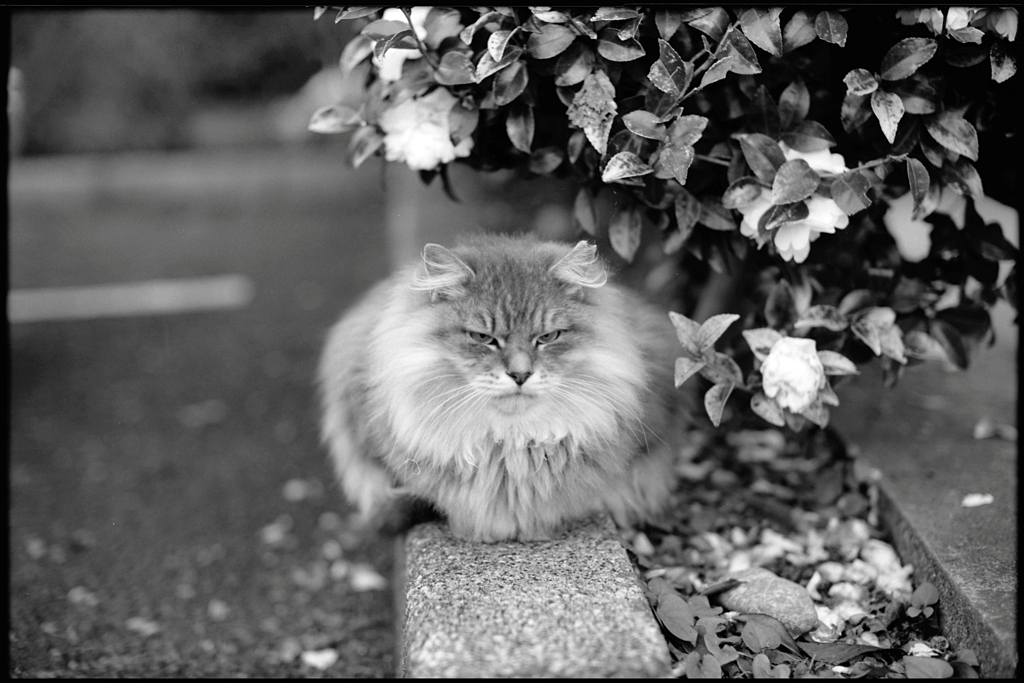 高貴な野良猫