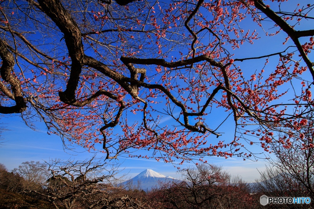 梅園から望む