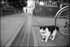 神社の猫さま