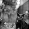 黒猫