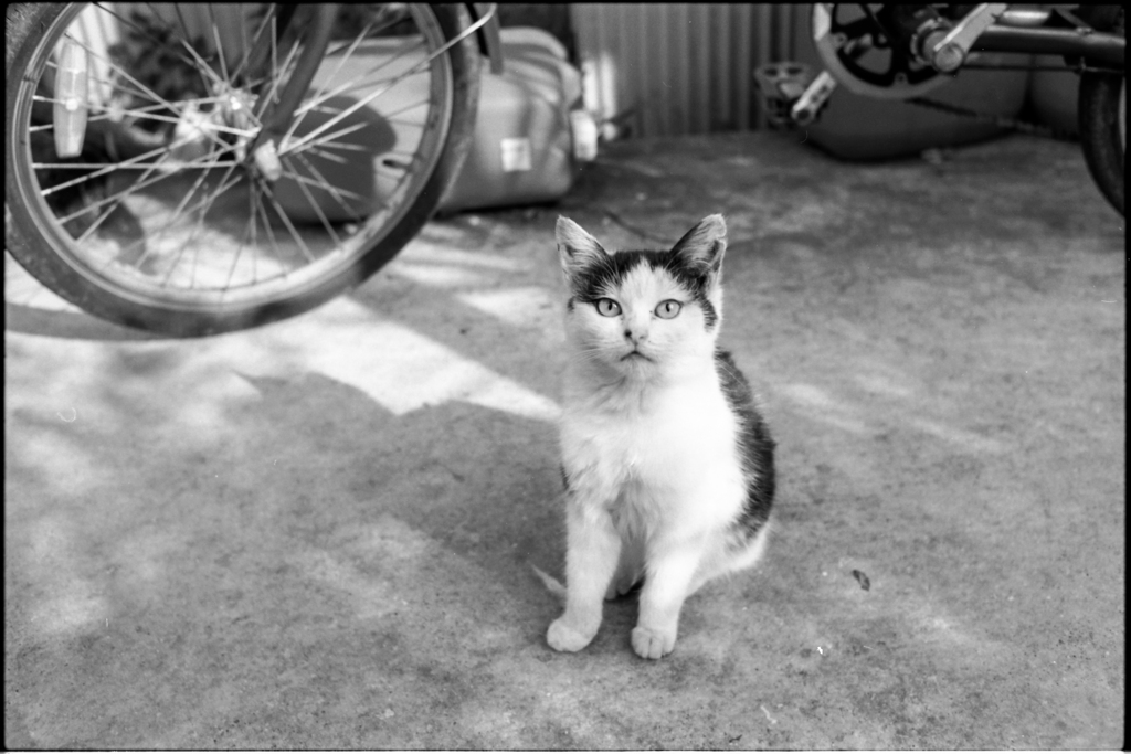 迷子猫