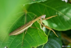 カマキリ