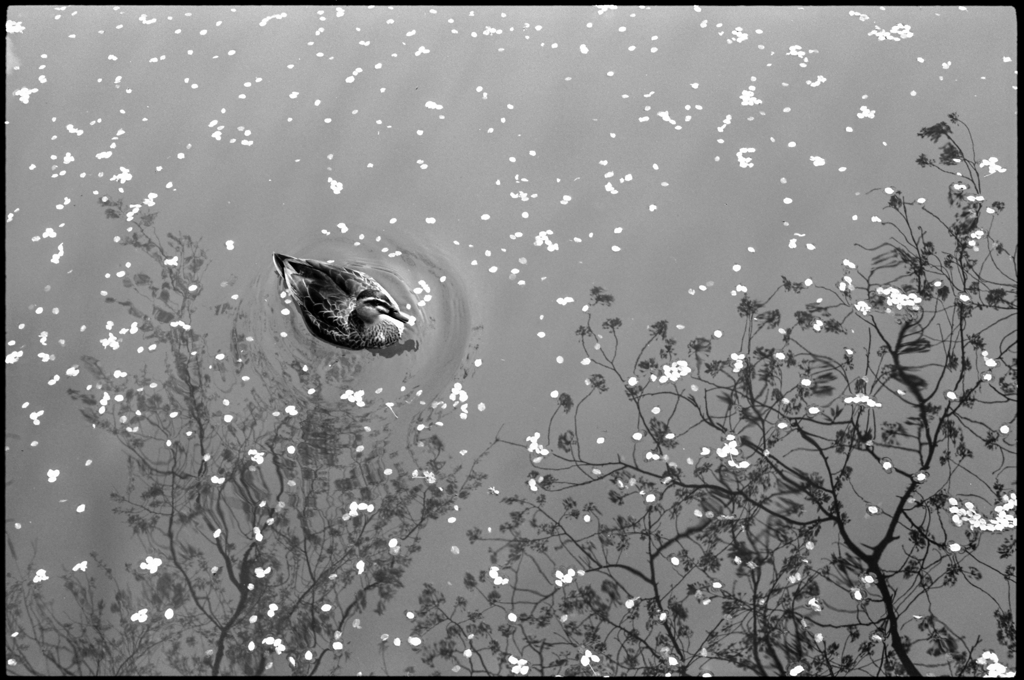 名残桜