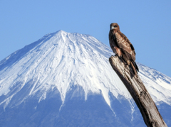 トンビと富士山