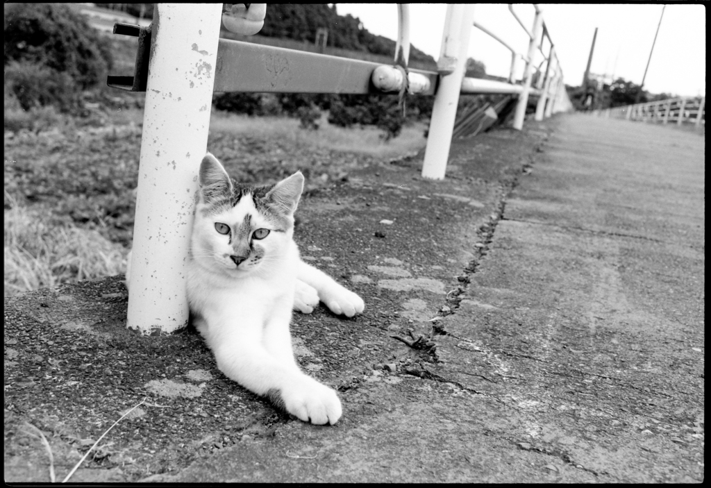 サイクリングロードの猫