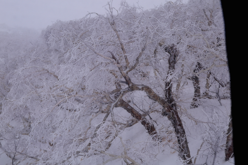 樹氷