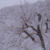 樹氷
