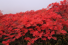 大雪山系 赤岳の紅葉 2014