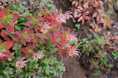 大雪山系 赤岳の紅葉 2014