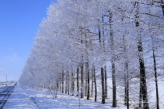 雪の華(その2)