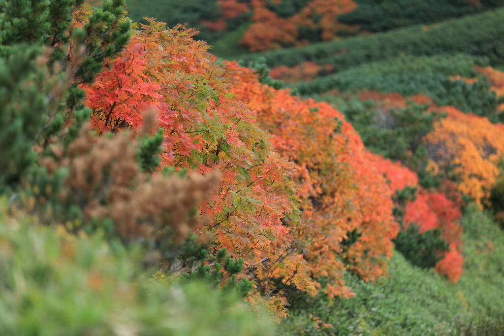 カムイミンタラの紅葉