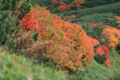 カムイミンタラの紅葉