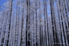 雪の華(その3)