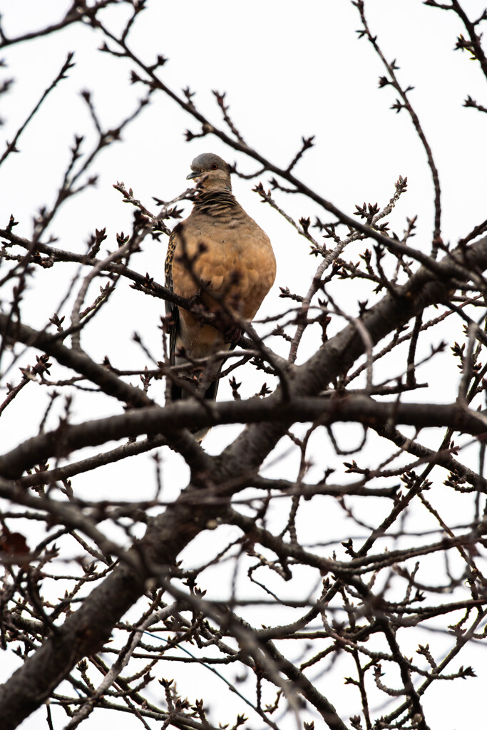 冬枯れの木で休む