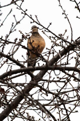 冬枯れの木で休む