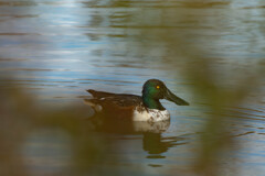 目が怖いんじゃ〜(><)