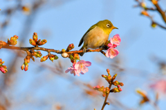 河津桜でお花見、メジロちゃん