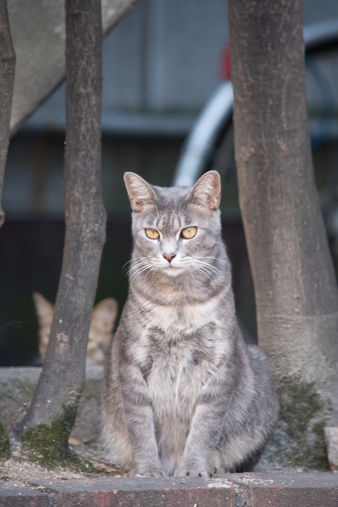 ポートレート