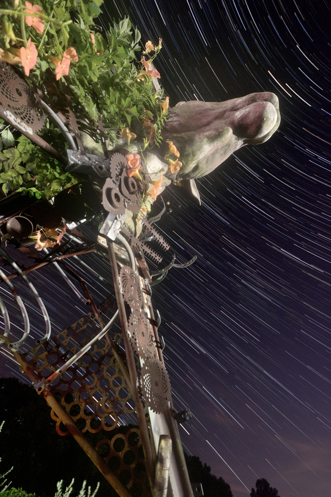 動物・植物・ガラクタそして天空