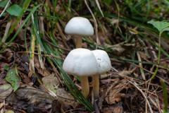 キノコ写真、在庫整理　１