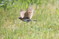 Beautiful Sky Lark 