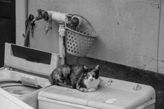 猫のいる生活