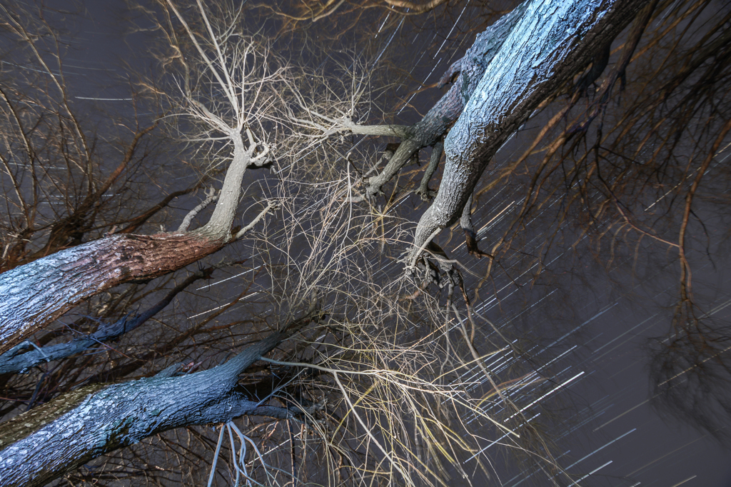 Blue tree in the night